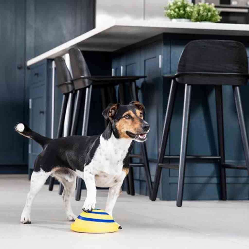 Soft & Safe Indoor Pet Sounding Disc Toy